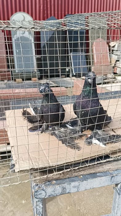 Голуби оптом гульсар, сочи, жуки