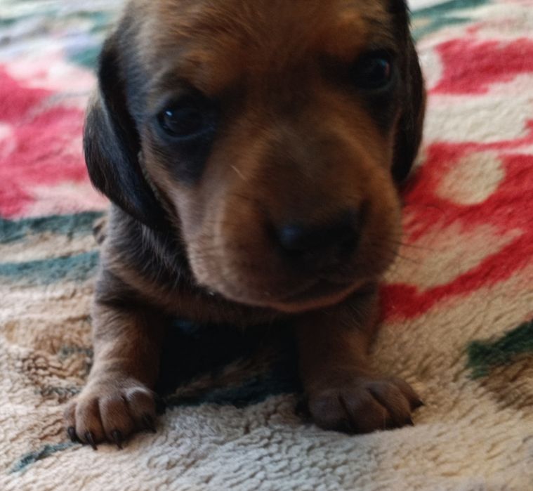 Продаю щенков Таксы