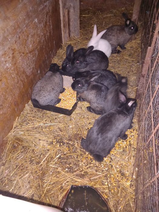 Iepuri albi și negri