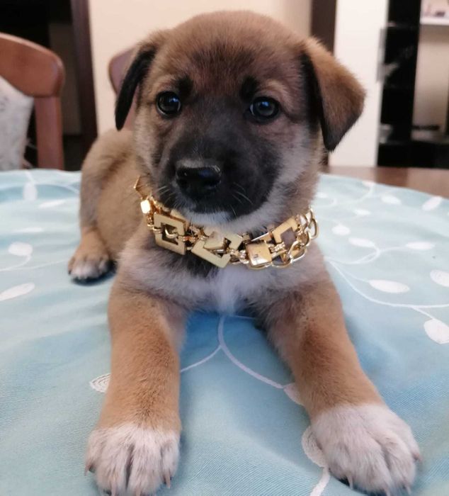 Щенку нужен дом!