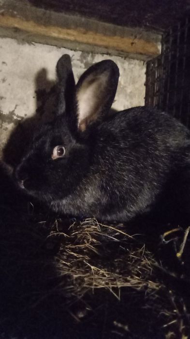 Кролики разных пород