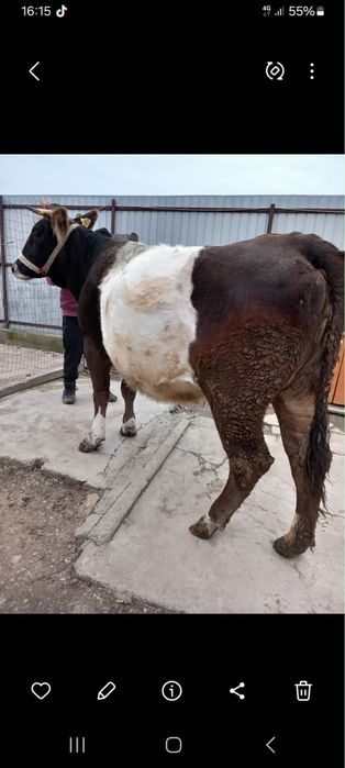 Vand vaca cu vitel langa ea