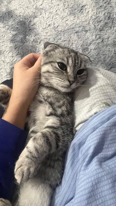 Шотландская кошка