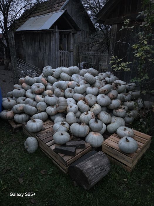 Vând dovleac pentru copt