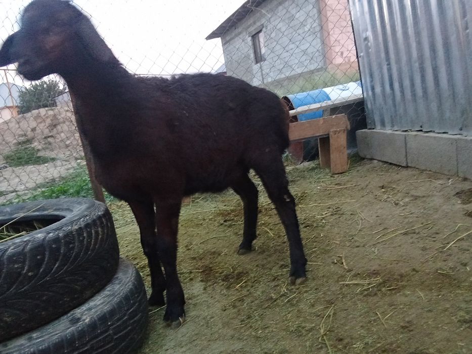 Козылар сатылады срочно