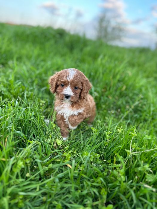 Кавапу/Той Пудел