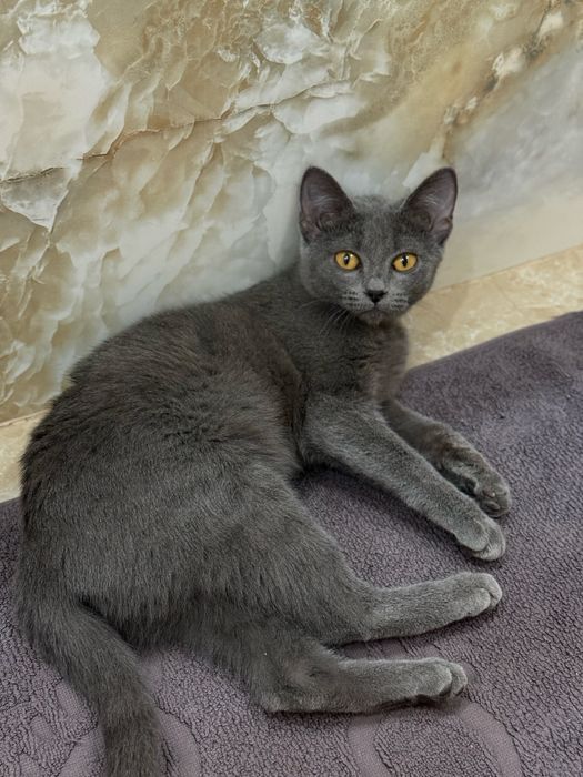 Отдам котенка в добрые руки