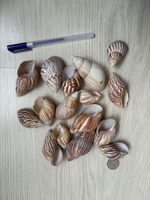 Ракушки для аквариума