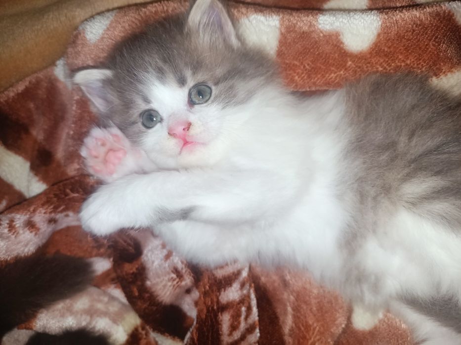 Котенок сибирский крысолов