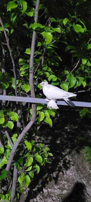 Kabutar kaptar кабутар голубь