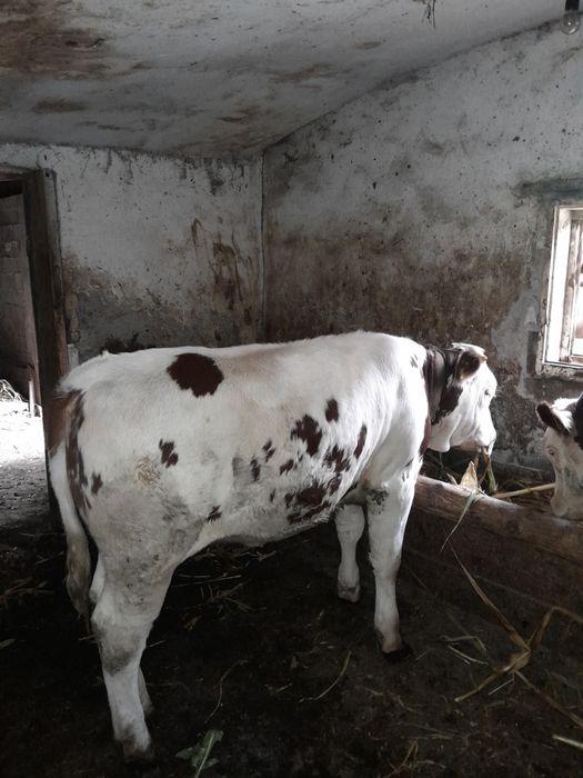 Vind vitea bălțată românească merită văzut