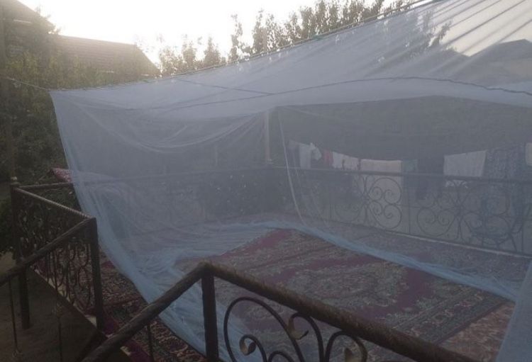 Масахана (накомарниик)