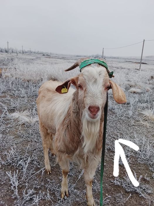 Козы козлы козлята