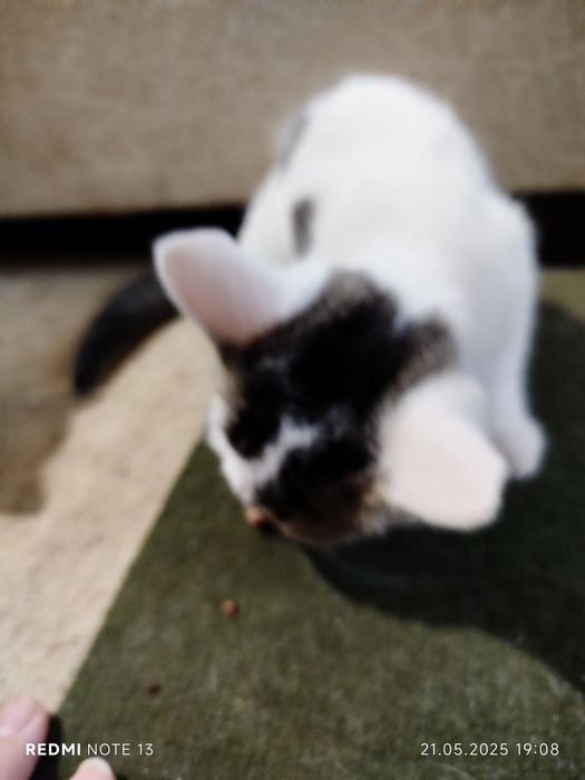 Срочно ищем хорошие руки.