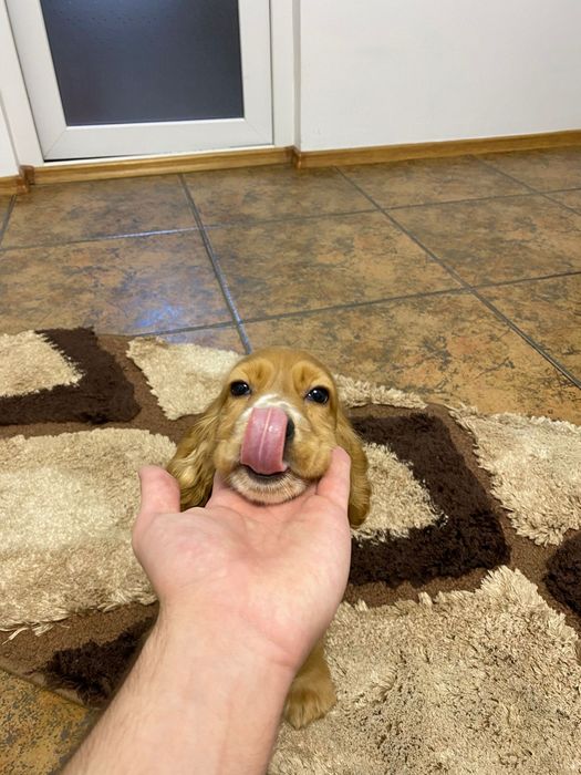 Cocker Spaniel – băiat 2 luni – cu carnet, vaccinuri și deparazitare