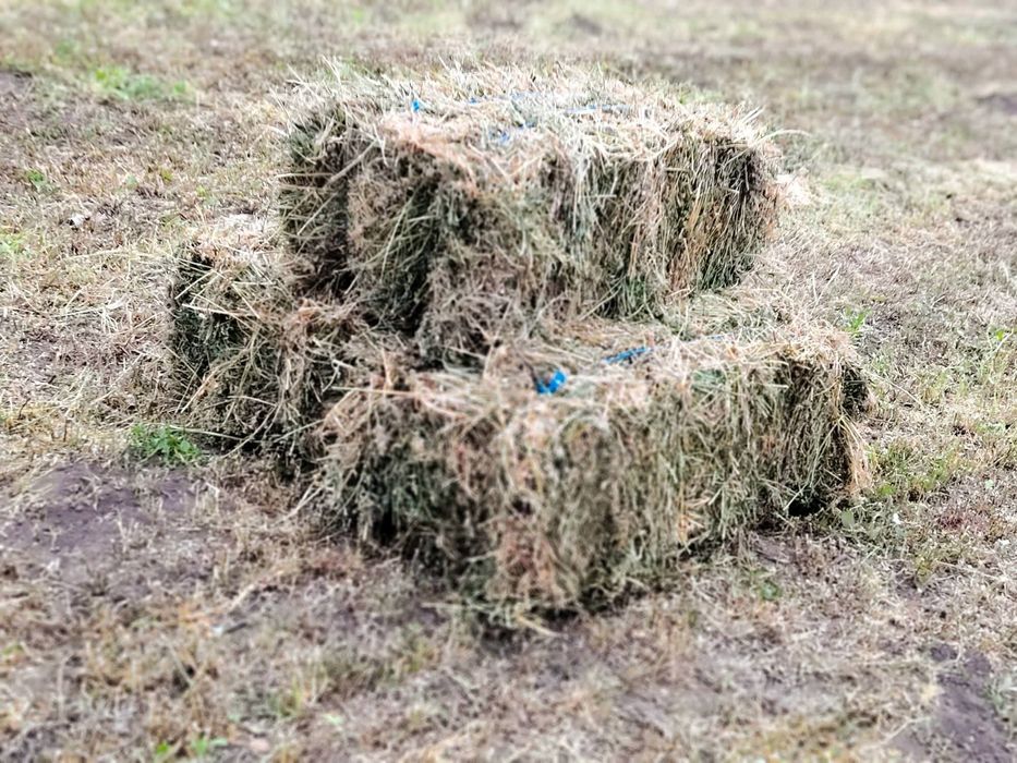 Vând baloti de lucernă