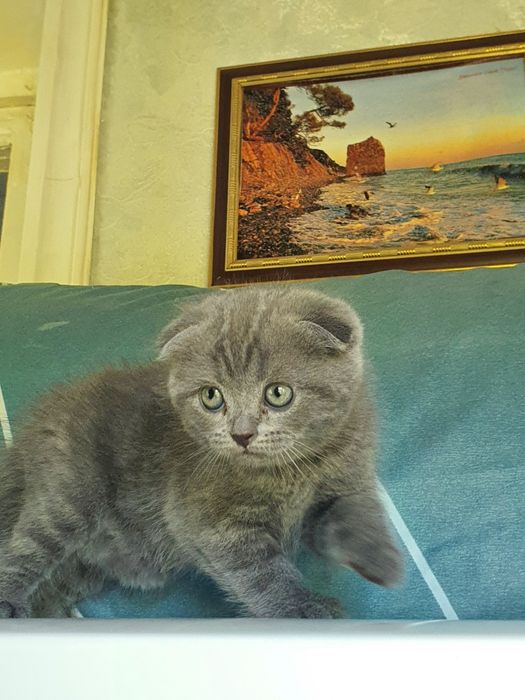 Скотиш фолд; девочка