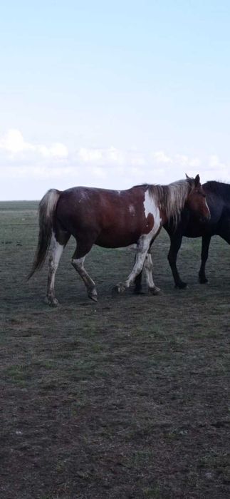 Продам бие құлынымен