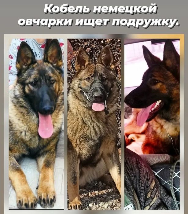 Немецкая овчарка кобель