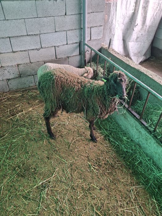 Продам матку  с  ягненком