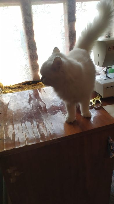 Продается Мейн-кун