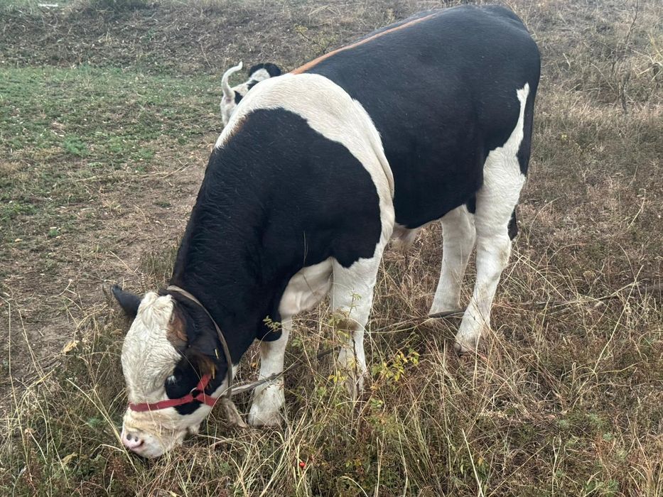 Vând vitel bălțat românesc