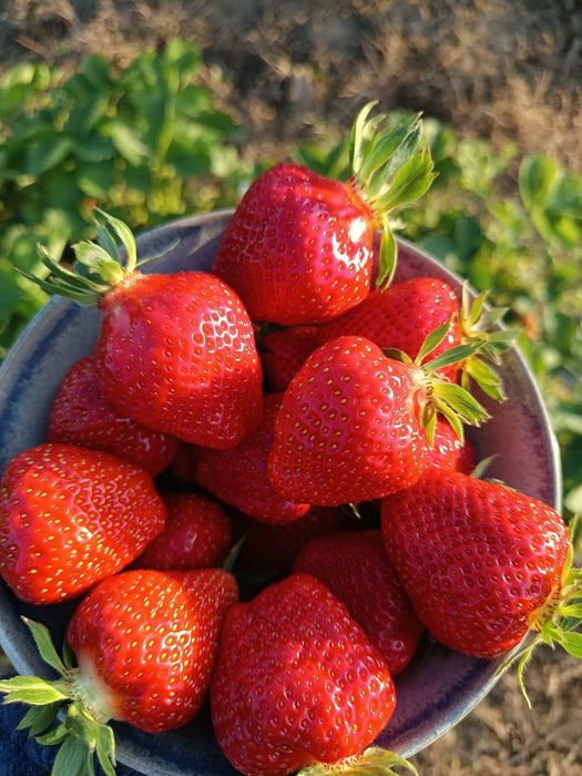 Stoloni căpșuni    Clery