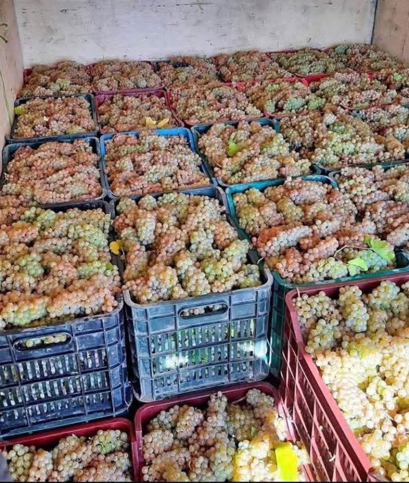 Strugurii de vin