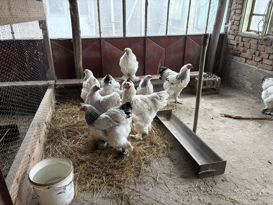 Familie brahma silver si herminat inchis