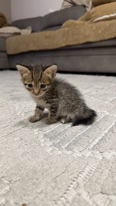 Котенок, мальчик