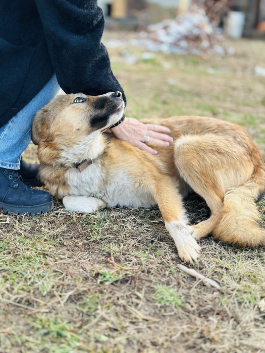 Бирочка ищет семью. Добрая собака