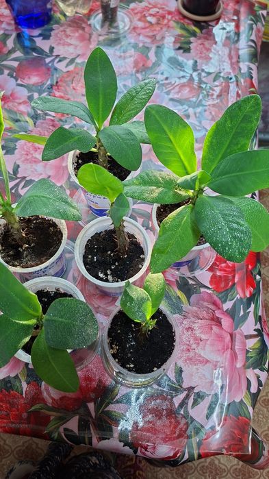 Продам комнатные растения