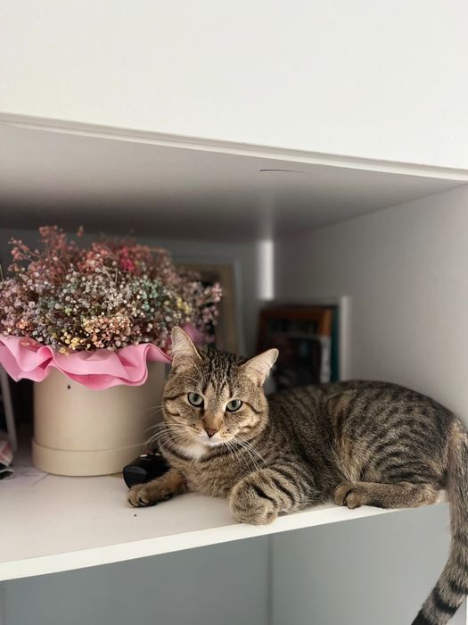 Кот в хорошие руки