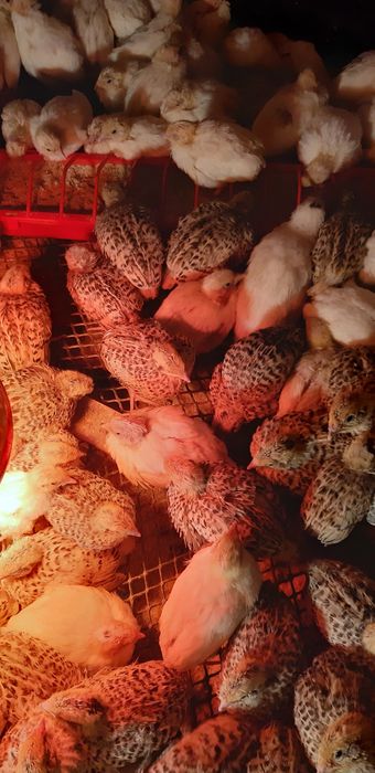 Oua de incubat prepelite polare si jumbo