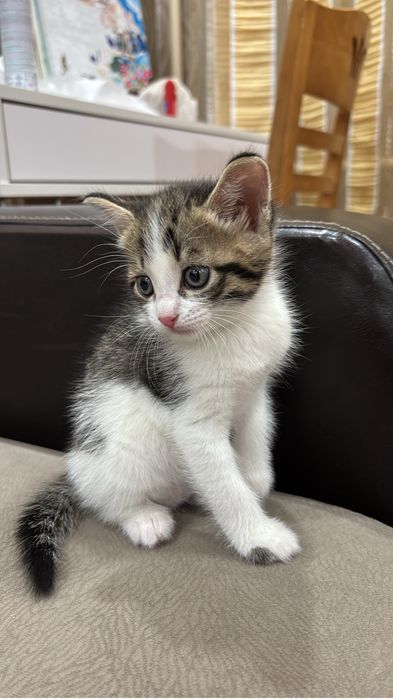 Отдам котенка в хорошие руки