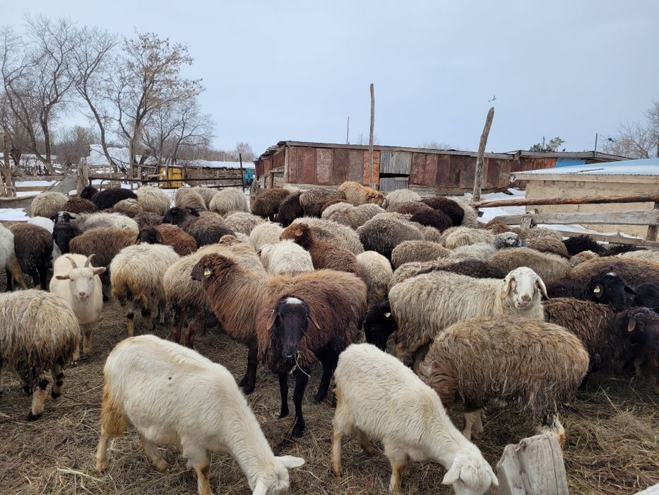Бараны кой на разведение