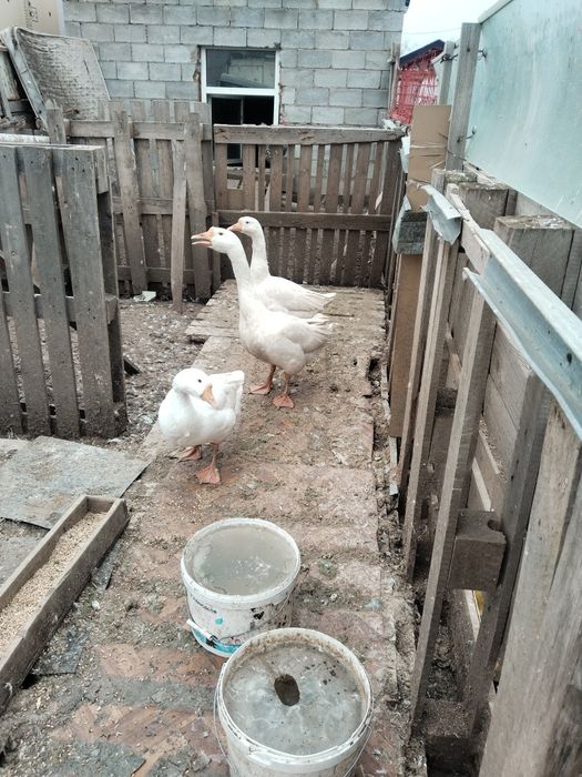 Продам гусеи порода линда