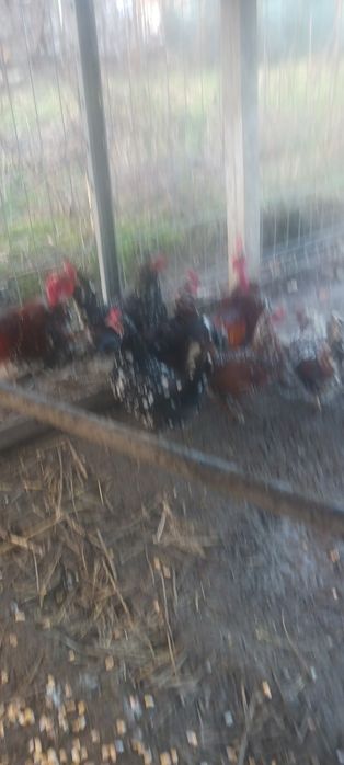 Găini americane de vânzare