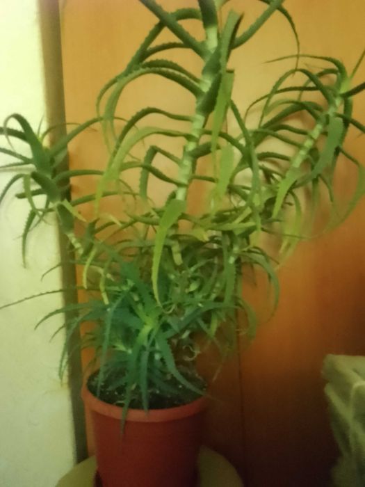 Продавам растение алое, 7-годишно