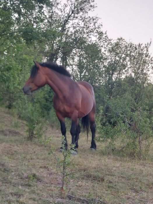 Vand iapă de patru ani cu mânză