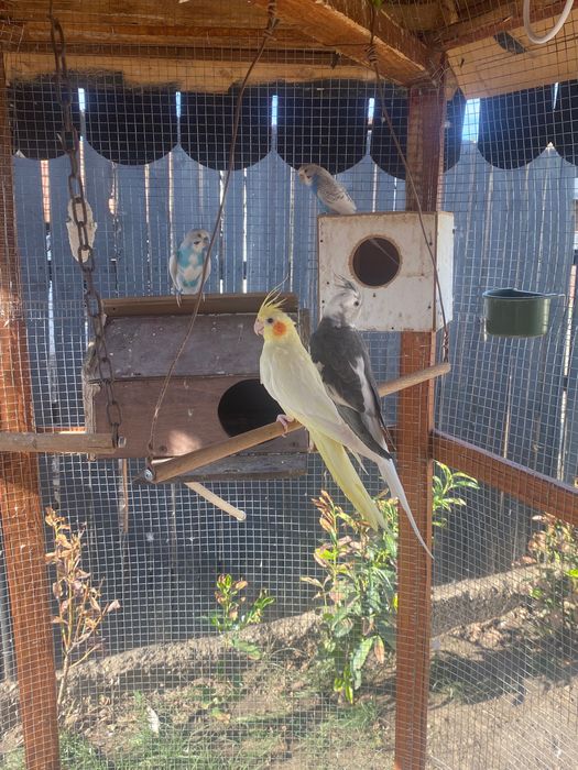 Pereche Papagali Nimfe