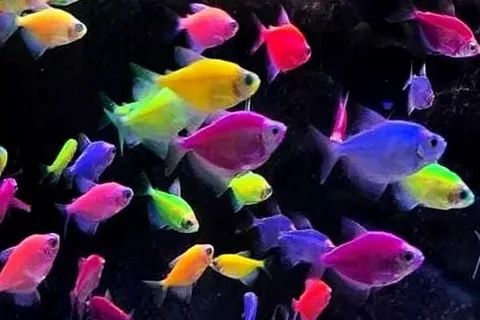 Тернедции несколько цветов