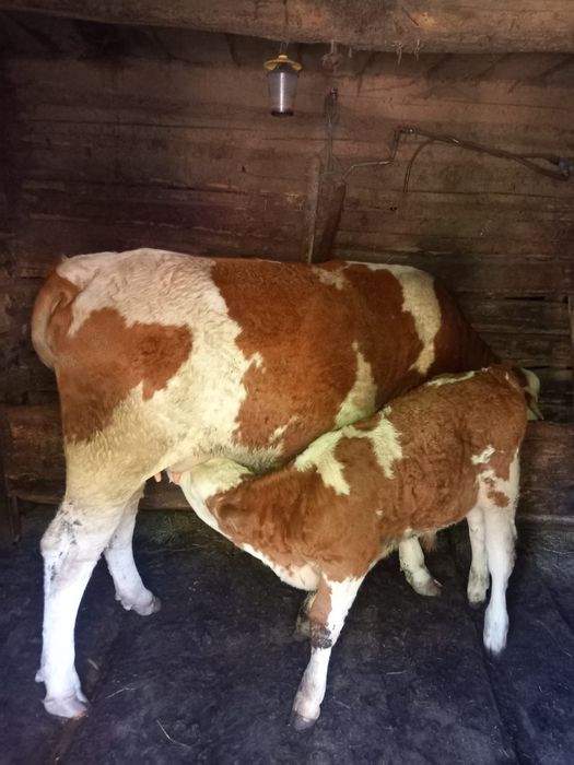 Juninca de vanzare