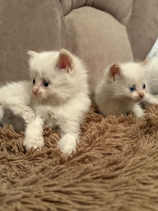 Отдам милых котят