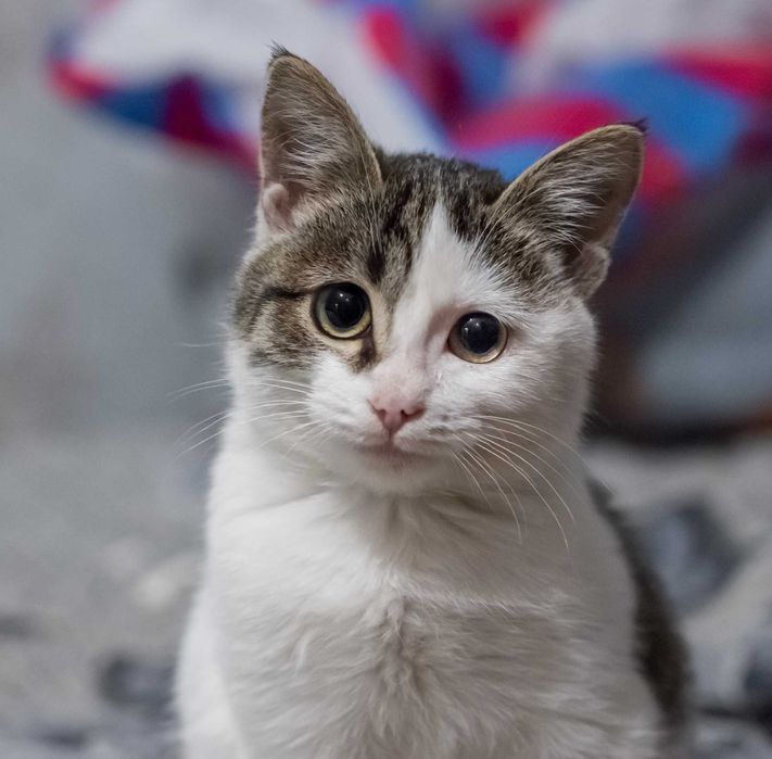 Особенная кошечка.