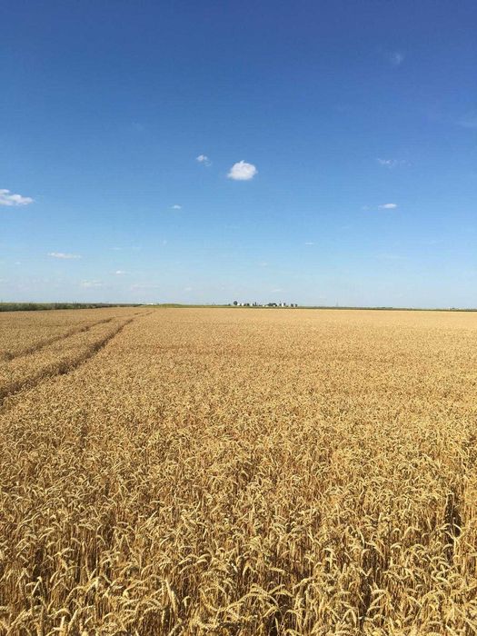 Vand 103 ha teren agricol compact