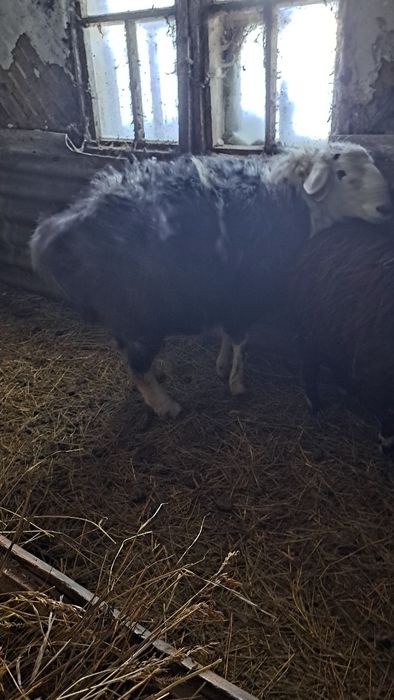 Продам овец и қошқар