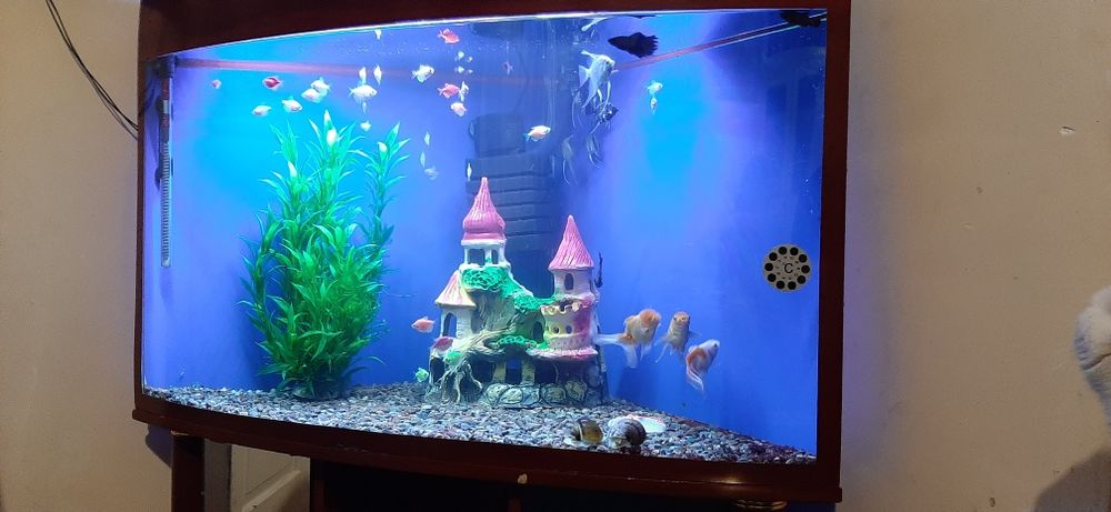 Akvarium sotiladi. Ichidigi baliqlari bilan birga.