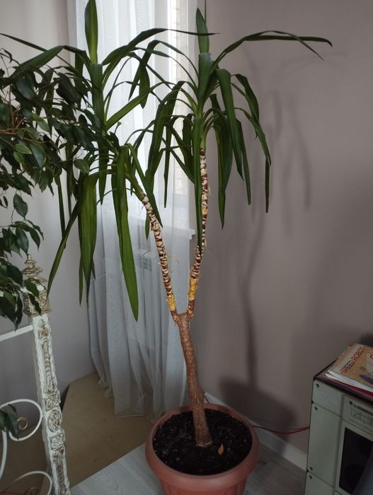 Продам комнатные цветы