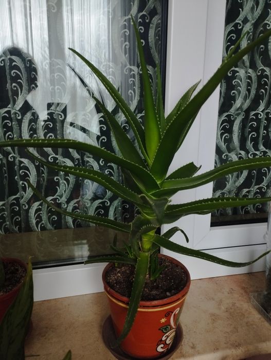 Аглаонема домашнее растение 2000 тн